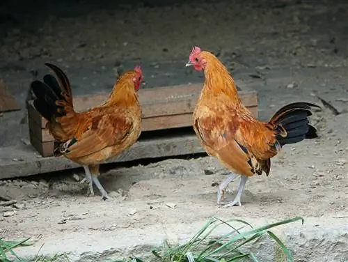 9 tipi di razze di pollo bantam (con immagini)