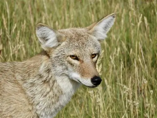 Angriber og spiser Coyotes katte? Sikkerhedsfakta & FAQ