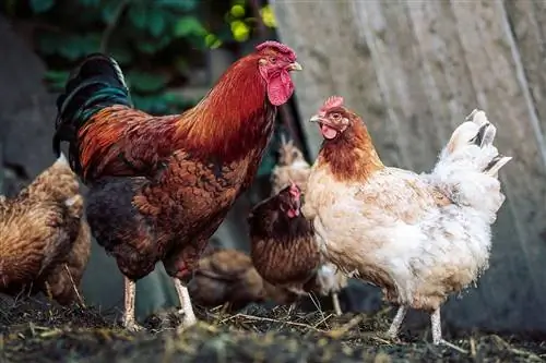 Como um galo fertiliza um ovo? A resposta surpreendente