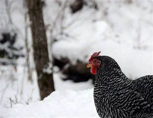 13 Razze di pollo più soffici (con immagini)