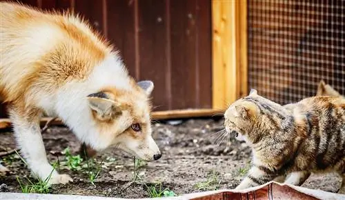 Angriber og spiser ræve katte? Fakta & FAQ