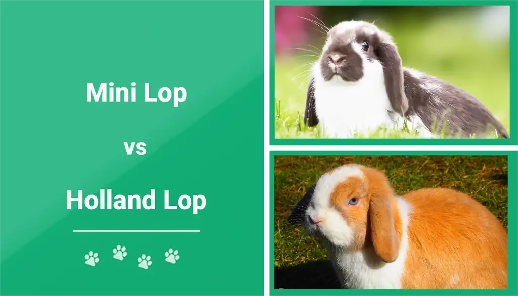 Mini Lop vs. Holland Lop: The Differences (Med billeder)