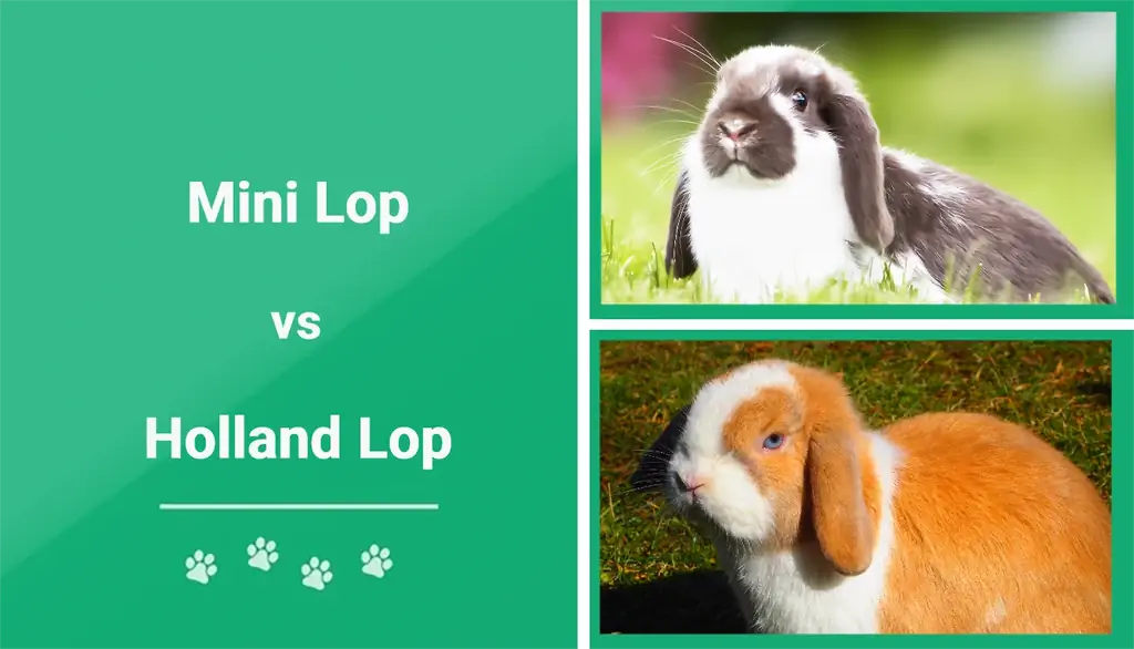 Mini Lop vs. Holland Lop: Ang Mga Pagkakaiba (May Mga Larawan)