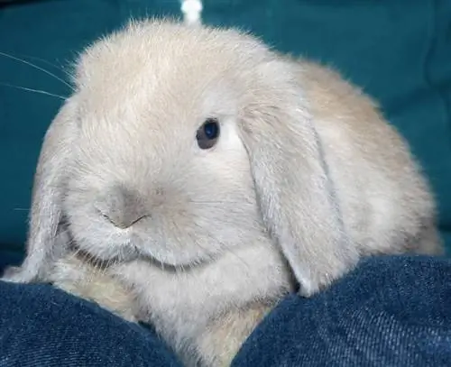 31 Holland-Lop-Kaninchenfarben (mit Bildern)