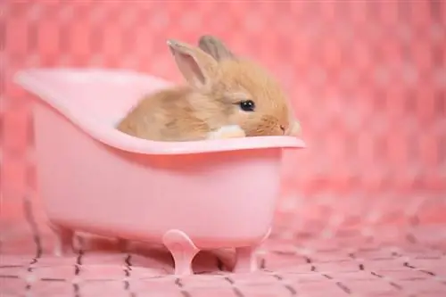 Slik bader du kaninen din – 4 trygge & enkle måter (med bilder)