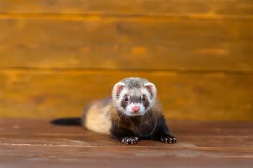 Como fazer Ferret Proof em uma sala – 15 passos simples