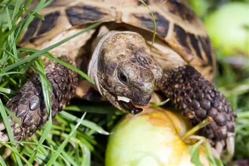 Tauv tuaj yeem noj txiv apples? Yam Koj Yuav Tsum Paub