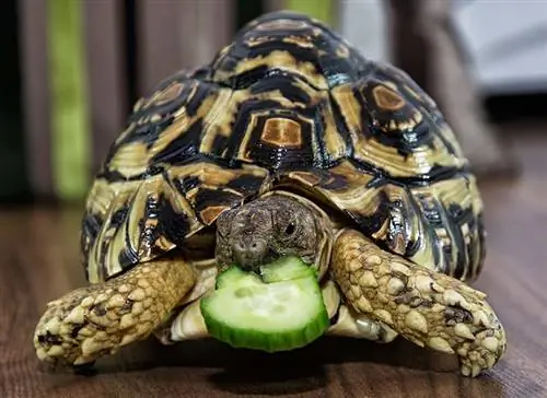 8 menschliche Lebensmittel, die Schildkröten essen können