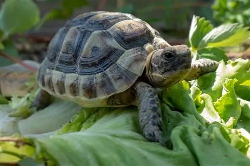 Kunnen schildpadden sla eten? Wat je moet weten
