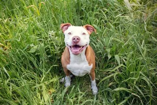 Cum să dresezi un pitbull la olita: 12 sfaturi aprobate de veterinar