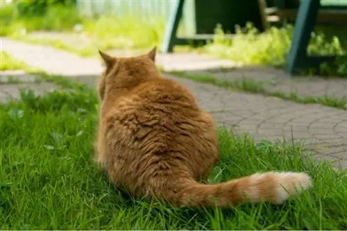 لماذا ذيول القطط طويلة جدًا؟ 5 أسباب معتمدة من الطبيب البيطري & الأسئلة الشائعة