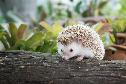 100+ Mga Pangalan ng Hedgehog: Mga Ideya para sa Prickly & Mga Kaibig-ibig na Hedgehog