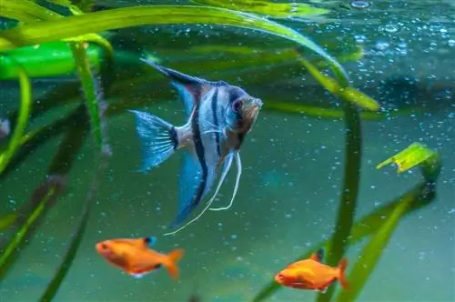 13 tipi di pesci angelo per acquari d'acqua dolce (con immagini)