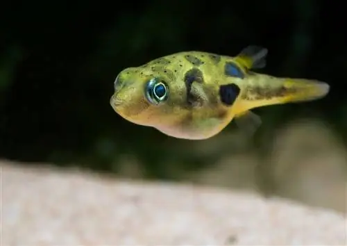 11 tipos de peces globo de agua dulce (con imágenes)