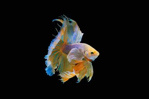 Oltre 100 nomi di pesci Betta: idee per un pesce unico & Cool Fish