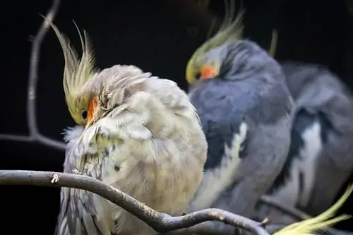 9 Cockatiel šķirņu veidi & Krāsu mutācijas (ar attēliem)