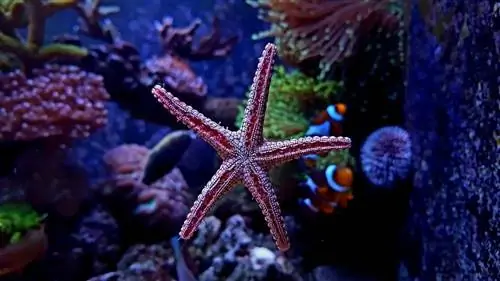 12 Jenis Bintang Laut Air Asin untuk Akuarium (Dengan Gambar)