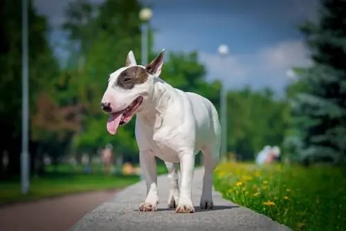9 Qiziqarli & Bull Terrier haqida qiziqarli faktlar