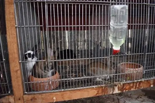 8 En İyi Dış Mekan Tavşan Kafesi – İncelemeler & Kılavuz 2023