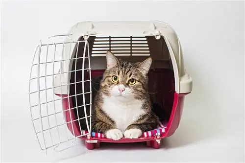 Paano Patahimikin ang isang Pusa sa isang Cat Carrier: 10 Subok na Paraan