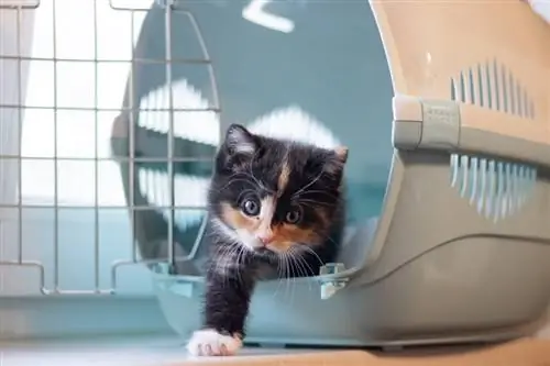 Como colocar um gato relutante em uma caixa de transporte: 3 dicas úteis