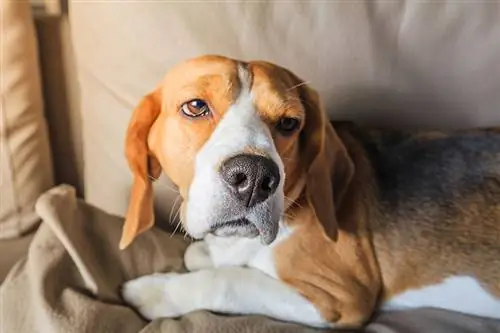 A kutyák fejfájást kapnak? Állatorvos által jóváhagyott táblák & GYIK
