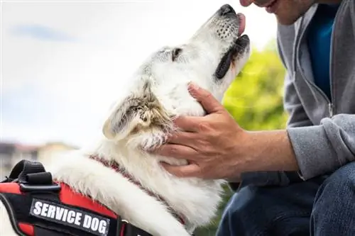 Psychiatrische Diensthunde: Vom Tierarzt geprüfte Fakten & FAQs