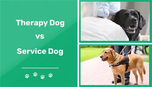 Terapijski pas protiv psa službenika: koji je pravi za mene?