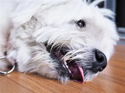 ¿Cuánto duran las convulsiones de los perros? Datos revisados por veterinarios & Preguntas frecuentes