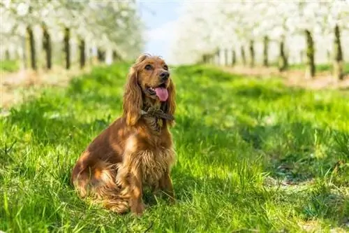 24 Cocker Spaniel Colors & Minták (képekkel)