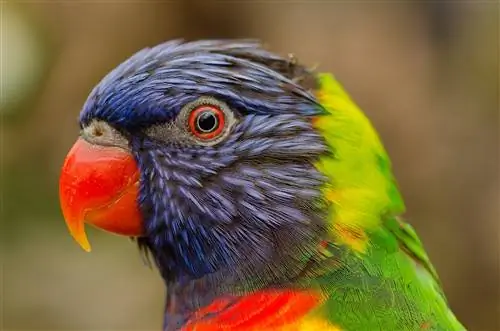 Lorikeet Inagharimu Kiasi Gani? (Mwongozo wa Bei 2023)