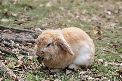 5 bežných typov tela králikov (s obrázkami)