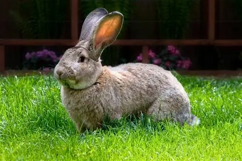 13 rustigste konijnenrassen (met foto's & info)
