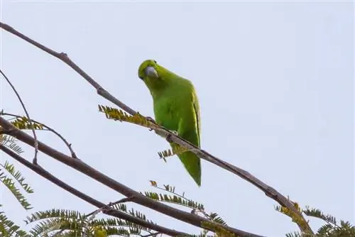 Meksikansk papegøye: trekk, historie, mat & Omsorg (med bilder)