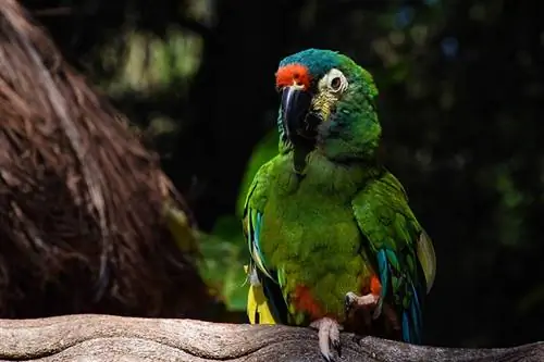 Mini Macaw Bilang Mga Alagang Hayop: Mga Katotohanan, Mga FAQ & Gabay sa Pangangalaga (may mga Larawan)