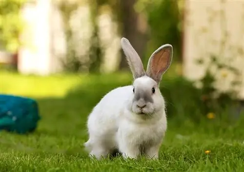 Brīvās turēšanas truši: riski, ieguvumi & soļi