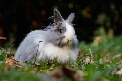 400+ noms de lapins : idées pour Hoppy & lapins moelleux