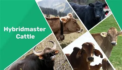 Hybridmaster Cattle. Փաստեր, Օգտագործումներ, Ծագումներ, Նկարներ, & Բնութագրեր