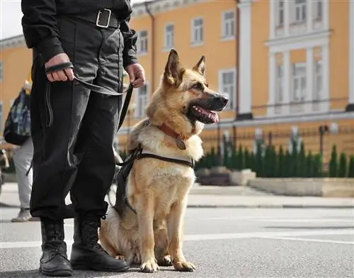 12 καλύτερες ράτσες αστυνομικών σκύλων που βοηθούν την επιβολή του νόμου (με φωτογραφίες)