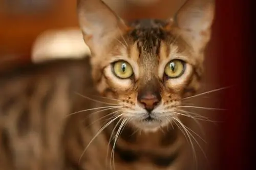 15 نژاد گربه که شبیه شیر هستند & ببر (همراه با عکس)