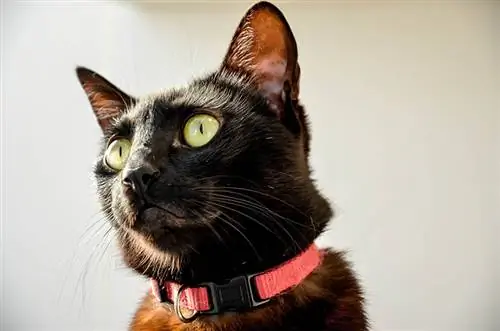 Hur kraftfull är en katts hörsel jämfört med människor? Det intressanta svaret
