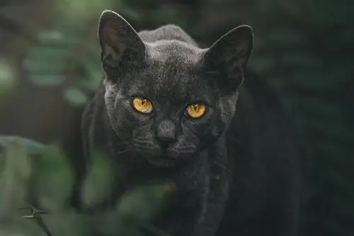 Ist eine schwarze Katze mit gelben Augen selten? Die interessante Antwort