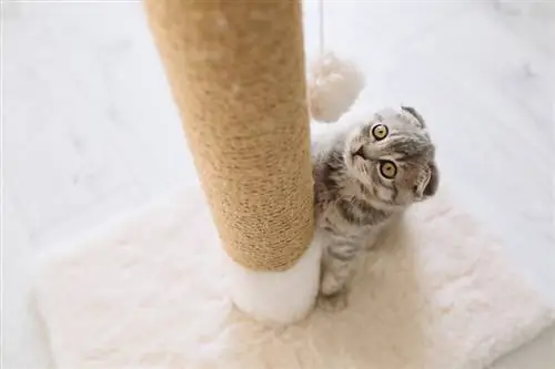 8 DIY Cardboard Cat Scratcher Plans You Can Make Today (nrog duab)