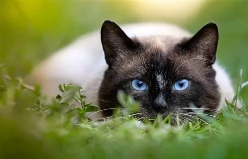 10 шилдэг муур баримтат кино – Шүүмж & Зөвлөмж