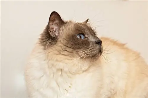 10 kék szemű macskafajta (képekkel)