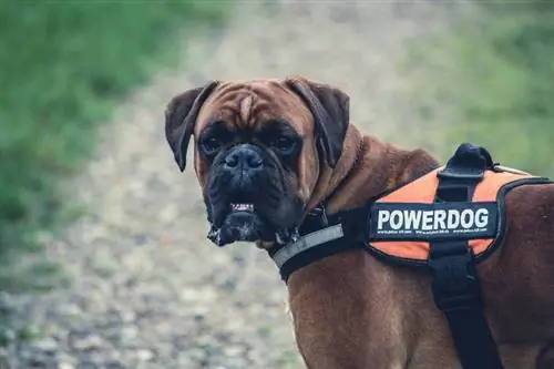 Uyuşturucu Tespit Köpeği Nasıl Eğitilir? Ne bilmek istiyorsun