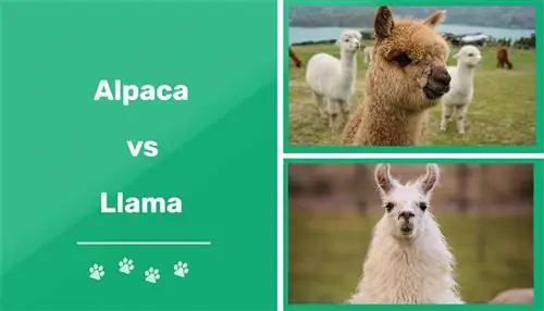 अल्पाका बनाम लामा: क्या अंतर हैं? (चित्रों के साथ)