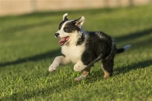 Chó chăn cừu Úc có thể chạy nhanh như thế nào? Sự kiện được bác sĩ thú y phê duyệt