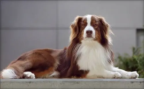 Kommt ein Australian Shepherd mit anderen Hunden klar? Verh alten & Tipps