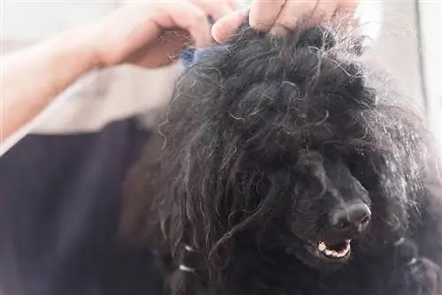उलझे बालों वाले कुत्ते की दाढ़ी कैसे बनाएं: 8 युक्तियाँ & युक्तियाँ